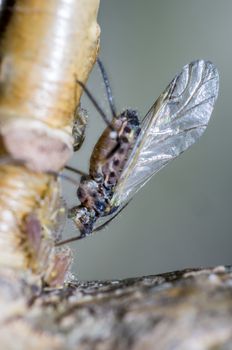 small aphids on an old tree