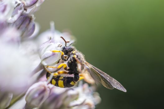 little blossom bee in my season garden