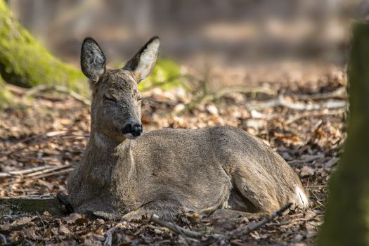 roe deer at field in the wild nature