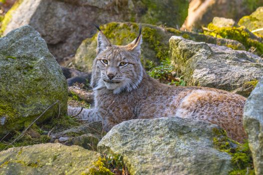 cute young lynx in the colorful wilderness forest