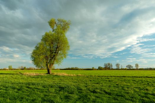 Lonely tree on green meadow and cloud on blue sky, spring view