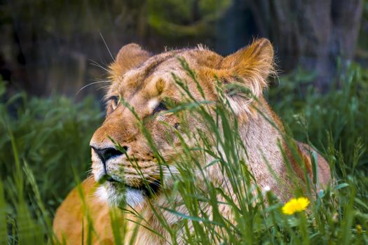 Lion is chilling in sunny savannah