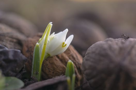 snow drop flower in my season garden