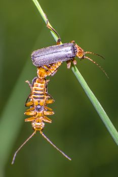 little soft beetle in sex on blade of grass