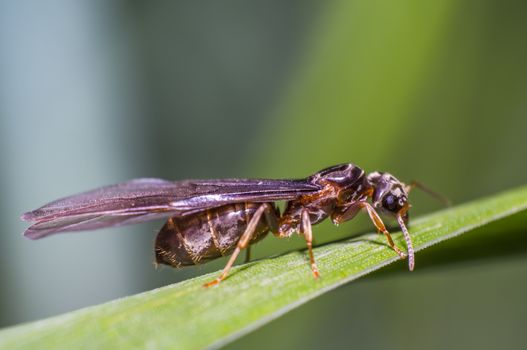 little fly ant on blade of grass