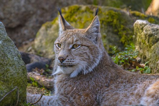 cute young lynx in the colorful wilderness forest
