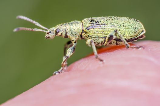 little beetle in the green nature season garden