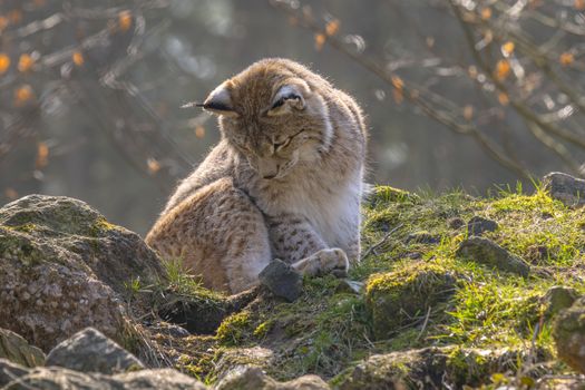 cute young lynx in the colorful wilderness forest