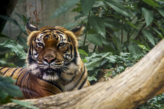 wild tiger watching for prey in the green jungle