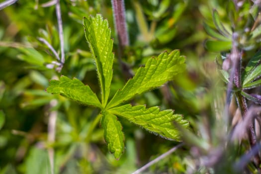 new green herbs in the garden