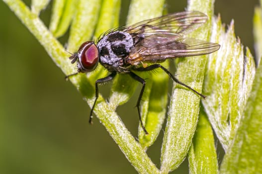 small fly on green leaf in fresh season nature