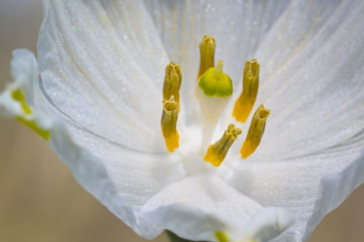 fresh spring blossom flower for easter season