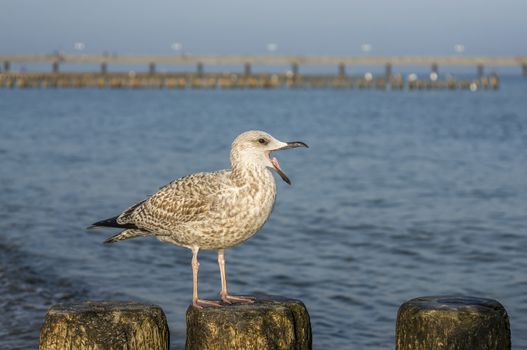 Seagull on a stage at the baltic sea beach