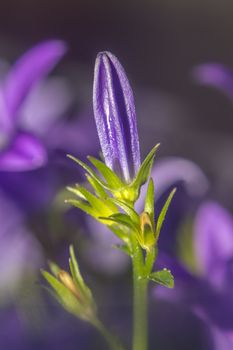 purple violet easter flower spring blossom in my garden