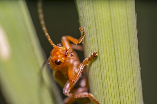 small soft beetle on blade of grass