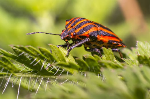red black striped bug on blade of grass