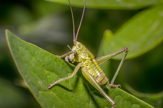 Grasshopper on green leaf in the season garden