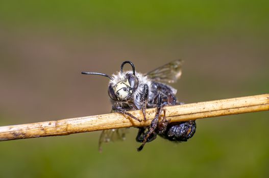 small wet bee after rescue to dry in nature