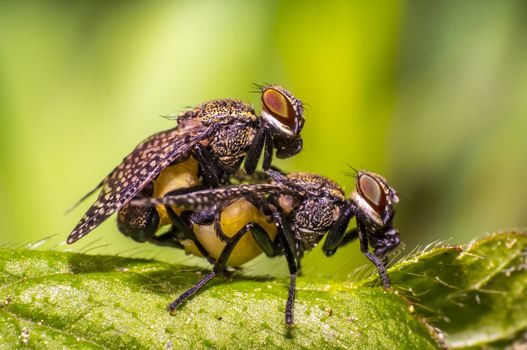 small gas mask fly in mating on green leaf in fresh season nature
