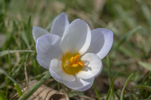 yellow blue white crocus in spring easter season garden