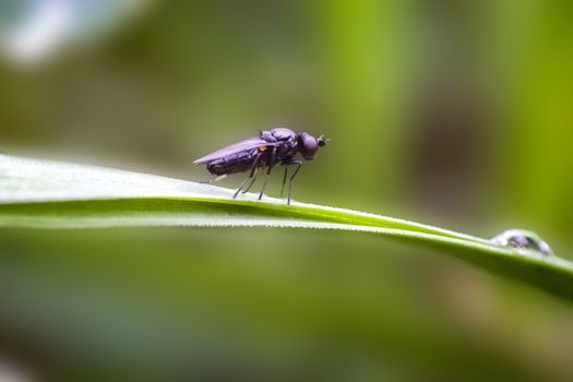 first little fly in spring season