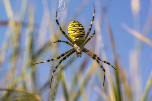 little wasp spider looks cute in the camera on meadow