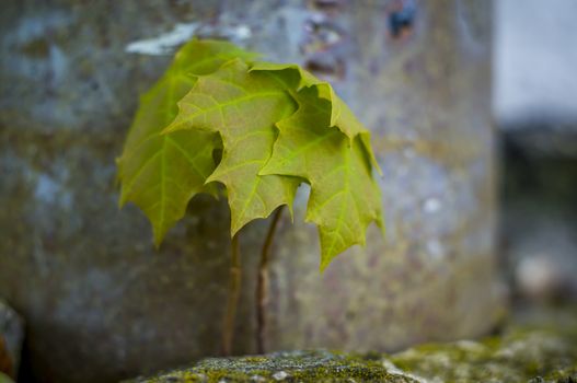 young maple tree in spring