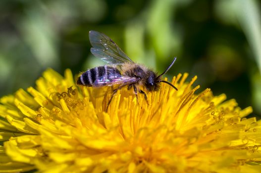 Macro Insect Big wild bee on yellow dandelions in the spring sun