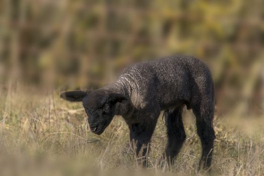 young new born black lamb explores the world