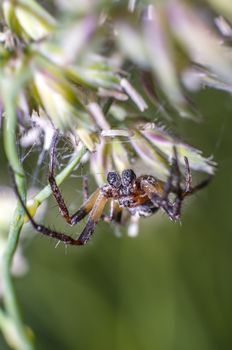 small spider on blade of grass on the summer meadow