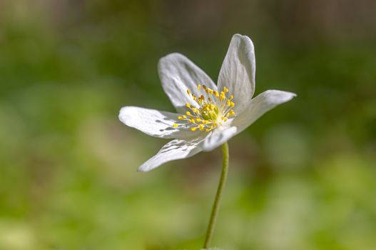 grove wind flower in the green season forest
