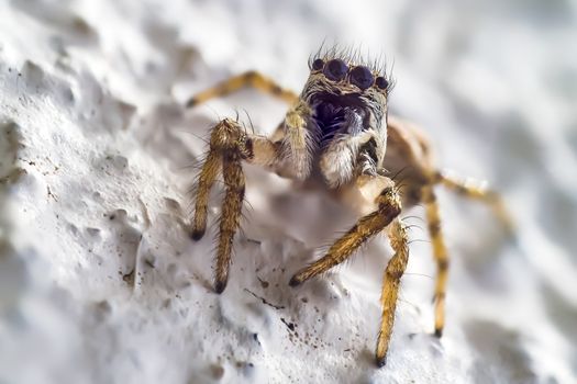 Spider close up in spring time