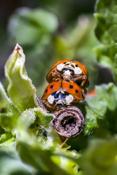 Lady Bug in my spring garden