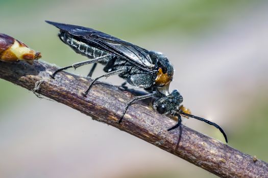 fly bug when eating of blossom bud in spring time