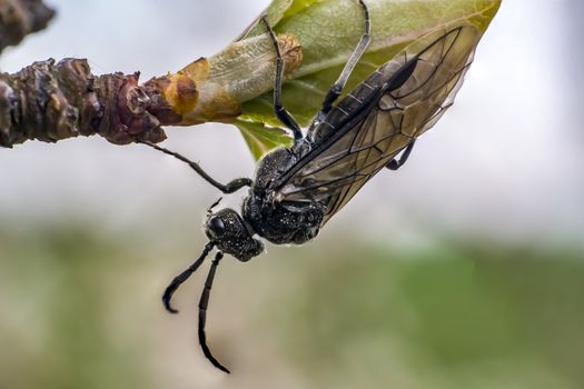 fly bug when eating of blossom bud in spring time