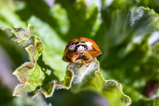 Lady Bug in my spring garden