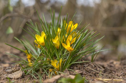 yellow blue white crocus in spring easter season garden