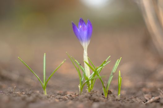 yellow blue white crocus in spring easter season garden
