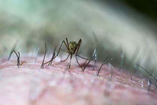 mosquito on my skin closeup
