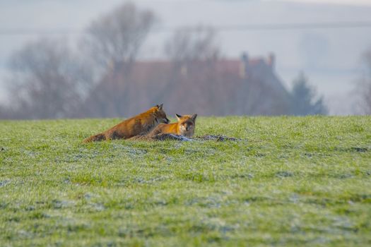 young fox couple at a fox cave
