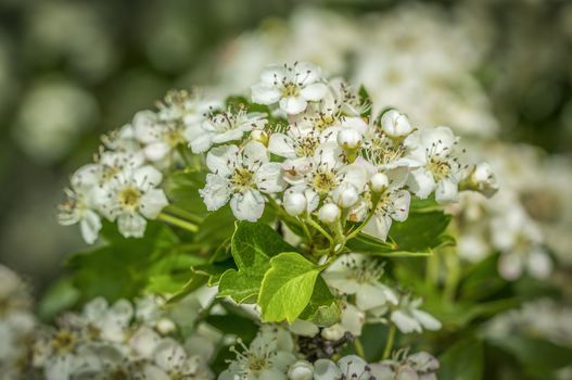 plum blossom branch in the season garden