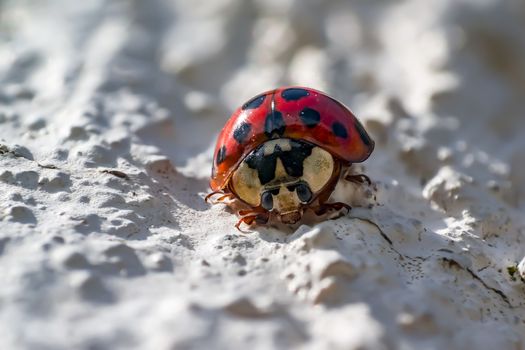 little macro lady bug in spring season