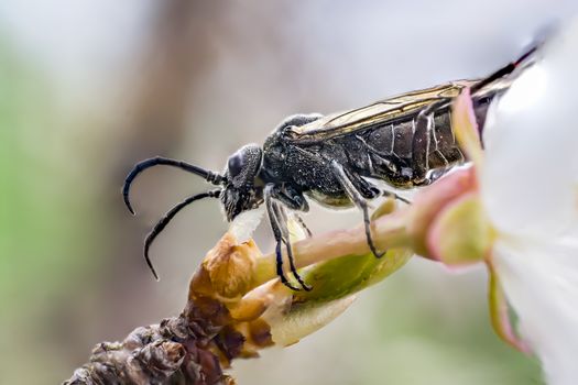 fly bug when eating of blossom bud in spring time