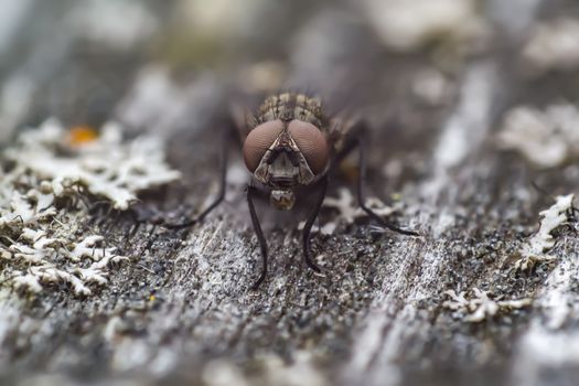 first little fly in spring season