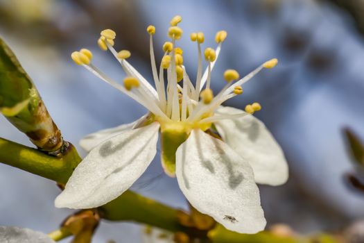 spring mirabelle blossom in april
