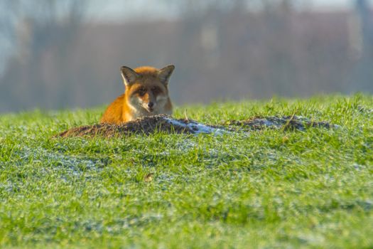 young fox at a fox cave