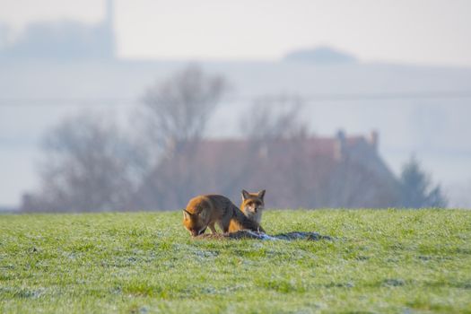 young fox couple at a fox cave