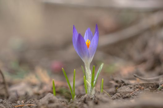 yellow blue white crocus in spring easter season garden
