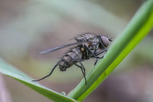 first little fly in spring season