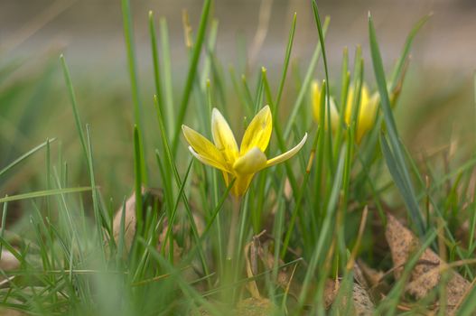 yellow blue white crocus in spring easter season garden